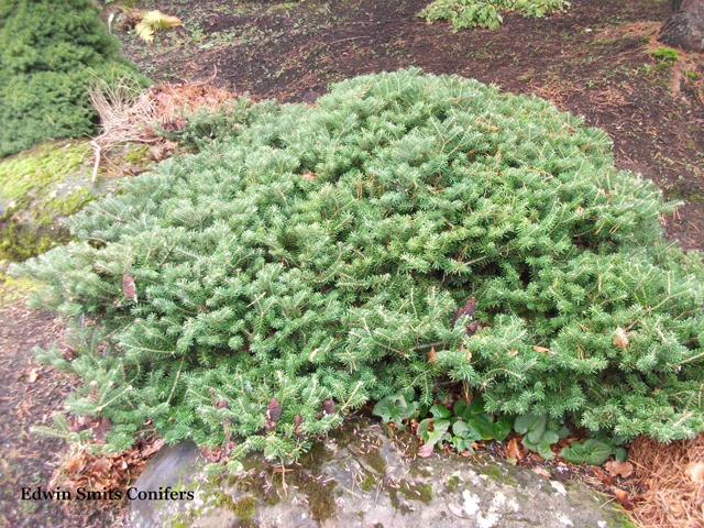 Abies koreana 'Pancake'